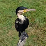 Great Cormorant (White-breasted)