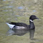 Brant Goose