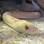 Bullsnake