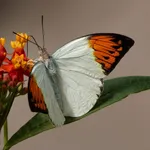 Great Orange Tip