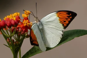 Grote Oranjetip