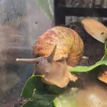 Giant African Snail