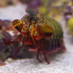 Coloured mantis shrimp, Peacock mantis shrimp, Harlequin mantis shrimp, Painted mantis shrimp