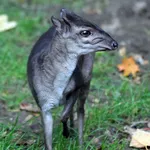 Blue Duiker