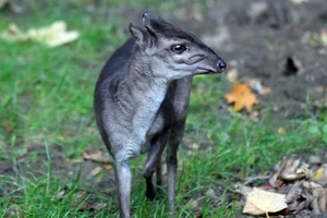 Blauwe Duiker