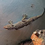 Qattara Gecko