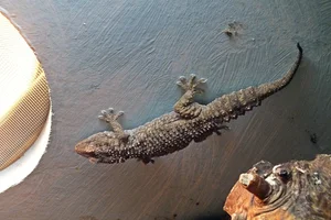 Qattara Gecko