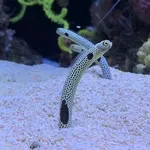 Spotted Garden Eel