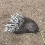 Indian Crested Porcupine