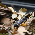 Common Fire Salamander
