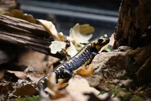 Vuursalamander