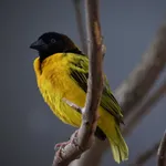 Village Weaver