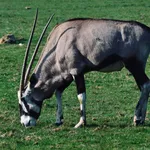 Gemsbok