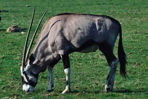 Gewone Spiesbok