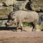 Common Warthog