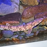 Chain Catshark