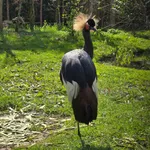Black Crowned Crane