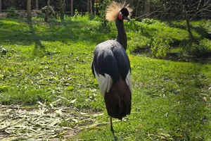 Westelijke zwarte kroonkraanvogel