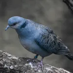 Dusky Turtle-dove