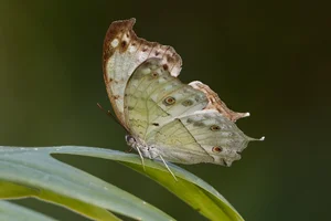 Mother-of-pearl