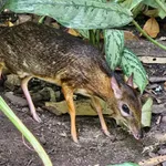 Lesser Oriental Chevrotain