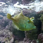 Reticulated Leatherjacket