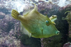 Feilenfisch