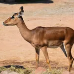 Impala