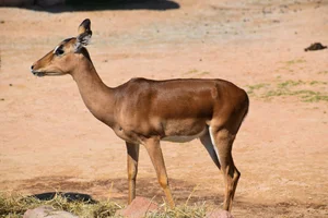 Rooye-bok