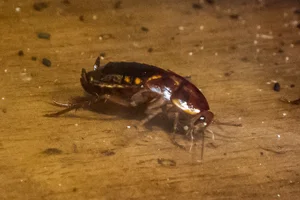 Red Runner Cockroach