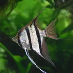 Angelfish