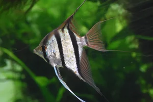 Maanvis