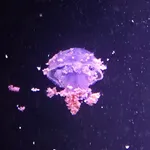 Rhizostoma luteum