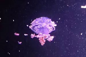 Rhizostoma luteum