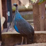 Vulturine Guineafowl