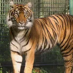 Sumatran tiger
