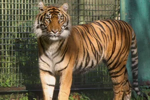 Sumatraanse tijger
