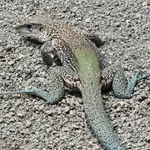 Giant Ameiva