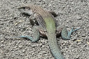 Gewone Ameiva