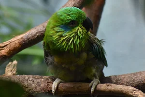 Salvadori's Vijgpapegaai