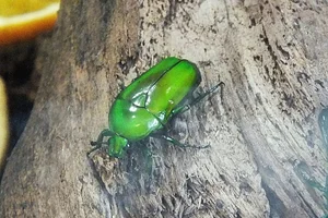 Chlorocala africana