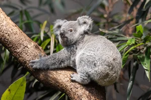 Koala