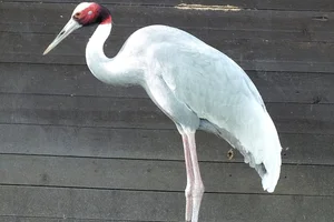 Sarus Crane