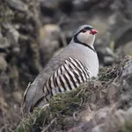 Rock Partridge