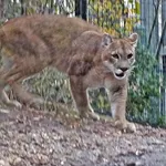 Cougar