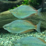 Goldie River Rainbowfish