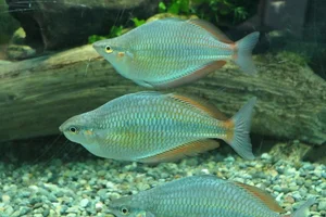 Goldie River Rainbowfish