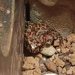 Green Toad