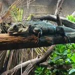 Utila Spiny-tailed Iguana