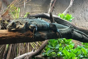Utila Spiny-tailed Iguana
